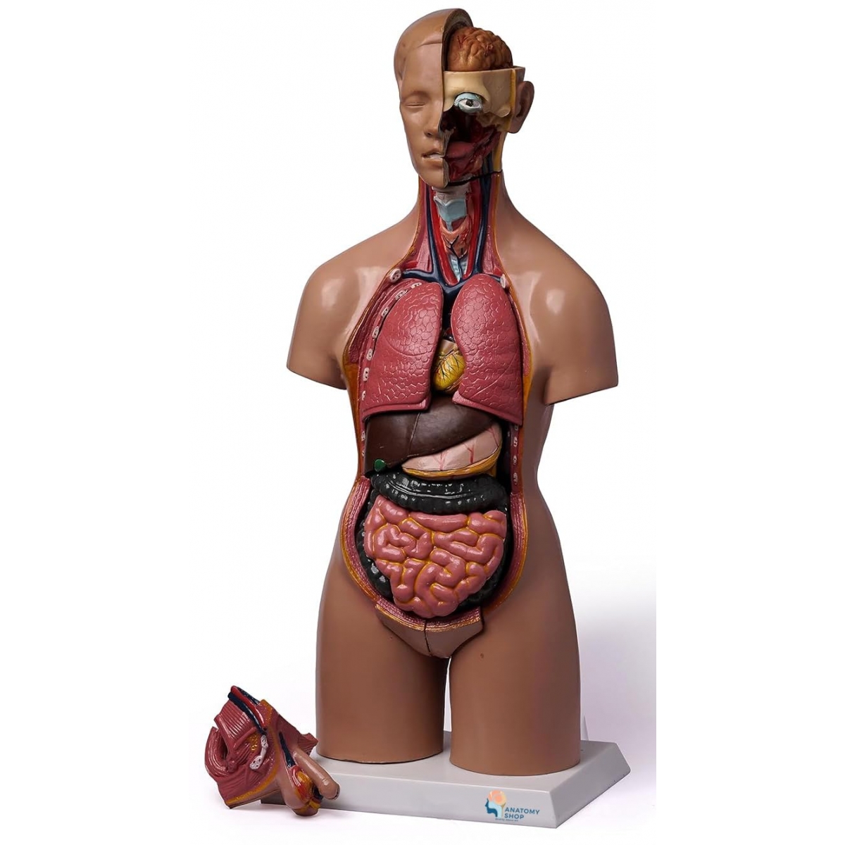人体模型　Human Torso Anatomically XINDAM Human Torso Model, Anatomically Accurate Body Model